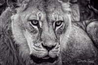 Lioness.jpg