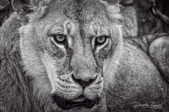 Lioness.jpg