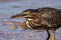 Green Heron and Dragon Fly
