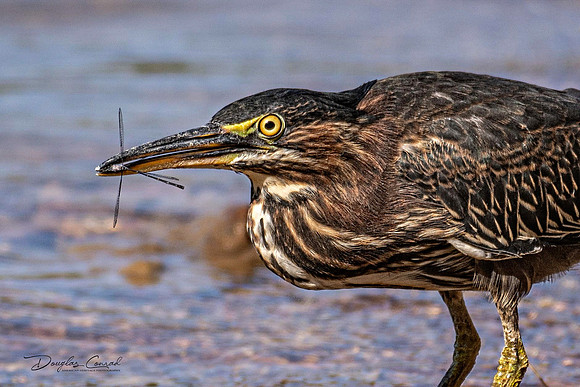 Green Heron and Dragon Fly