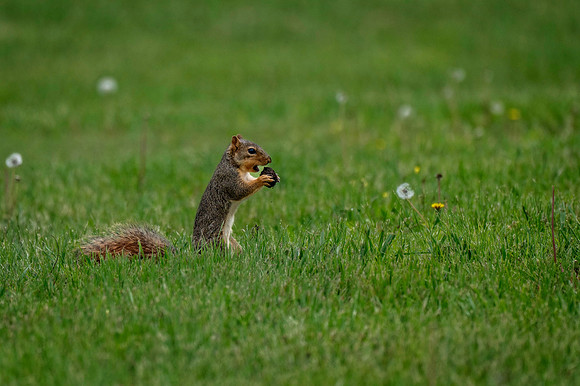 Z62_8381-Edit.jpg