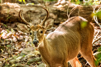 _DSC7410-Edit.jpg