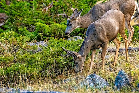 _DSC0126-Edit.jpg