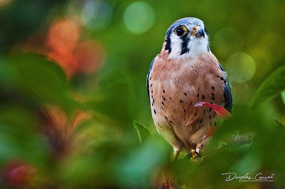 American Kestrel