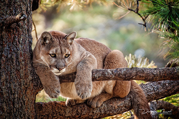 On the Lookout