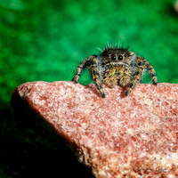 Jumpin' Spider
