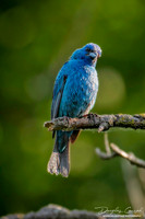 Indigo Bunting