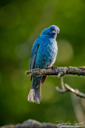 Indigo Bunting