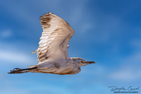 Cattle Egret in Flight