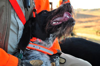 Pheasants Forever Youth Mentor Hunt 2011