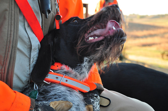 Pheasants Forever Youth Mentor Hunt 2011