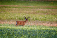 _7200251-Edit.jpg