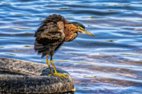 _7202499-Edit.jpg