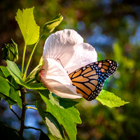 _DSC0254-Edit