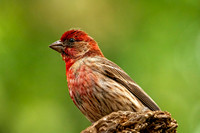 _7206611-Edit.jpg