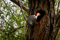 Z62_8467-Edit.jpg