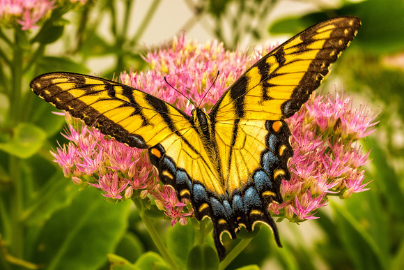 Swallowtail #1.jpg