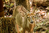 _DSC7415-Edit.jpg