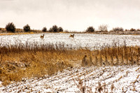 _7201396-Edit-Edit.jpg