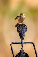 _7201086-Edit.jpg