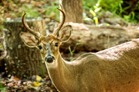 _DSC7413-Edit.jpg