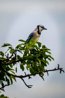 Z62_8334-Edit.jpg