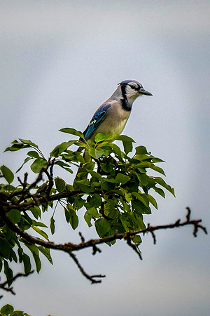 Z62_8334-Edit.jpg