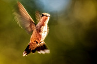 _DSC7366-Edit.jpg