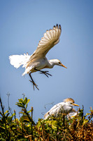_7204704-Edit-Edit.jpg