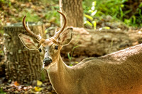 _DSC7412-Edit.jpg