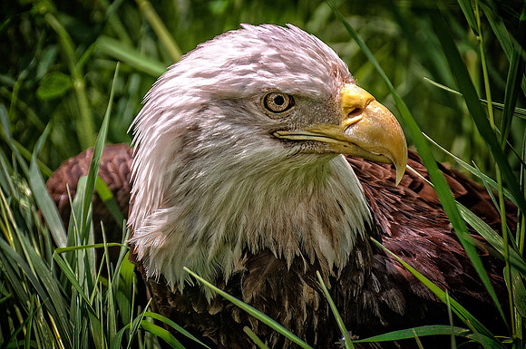 Eagle In The Grass.jpg