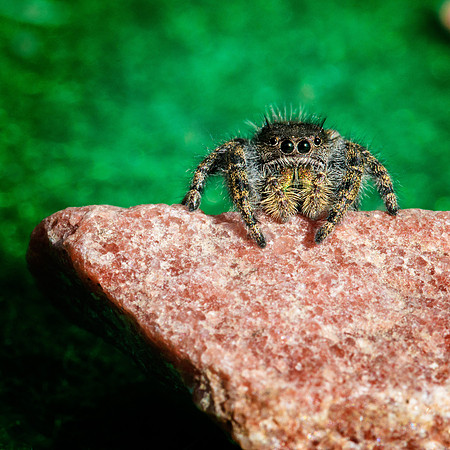 Jumpin Spider.jpg