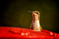 _DSC7357-Edit.jpg
