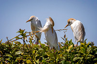 _7204679-Edit.jpg