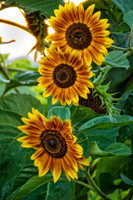 _DSC6535-Edit.jpg