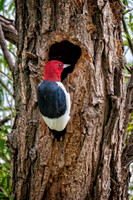 Z62_8642-Edit-Edit.jpg
