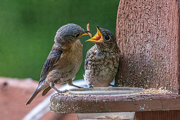 _7207081-Edit.jpg