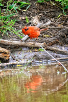 Z62_8611-Edit.jpg