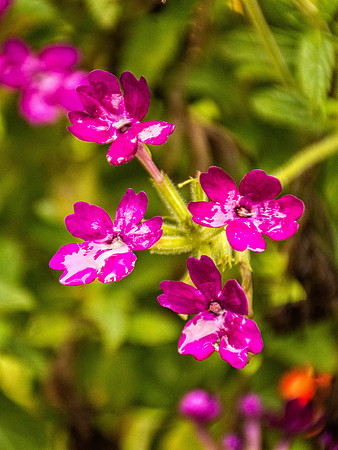_DSC6565-Edit.jpg