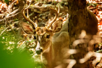 _DSC7403-Edit.jpg