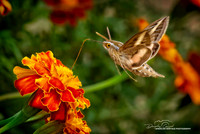 Hummingbird Moth