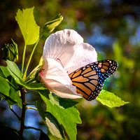 _DSC0254-Edit.jpg