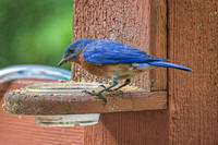 _7207015-Edit.jpg