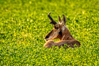 _7200987-Edit-Edit.jpg
