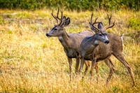 _DSC0140-Edit.jpg