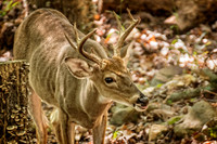 _DSC7416-Edit.jpg