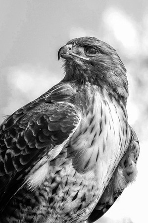 01,SE084,DB,Proud_Hawk.jpg