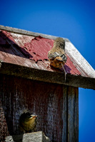 Z62_0657-Edit.jpg