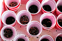 Pheasants Forever Fishing Derby 2012
