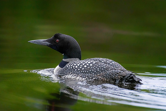 720_5711-Edit-Edit.jpg